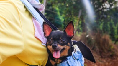 Balancing Remote Work and Pet Ownership as a Digital Nomad